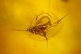 Two Fossil Beetles (Coleoptera) & Two Flies (Diptera) In Baltic Amber #159825-2
